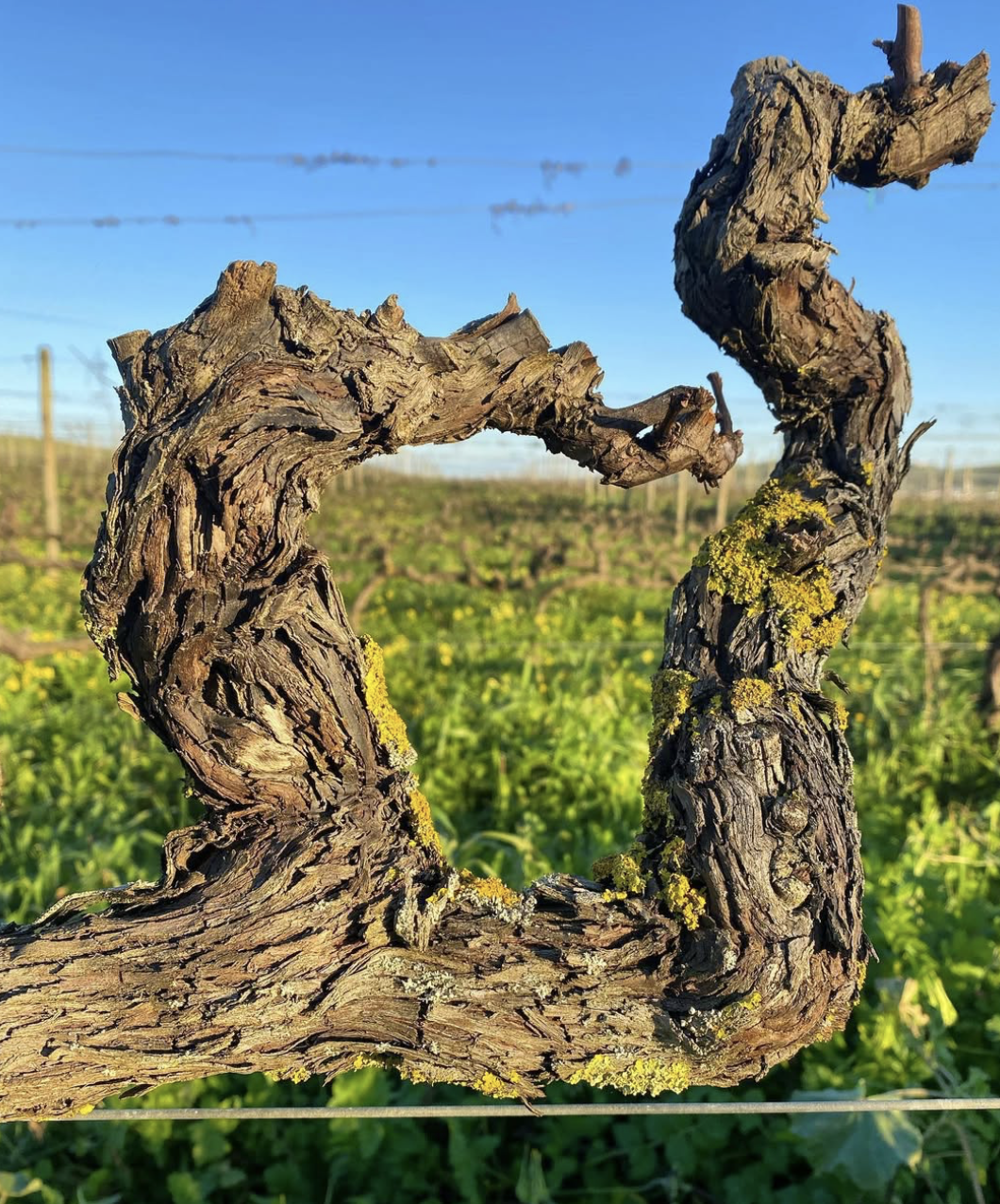Arribas Wine Company 2