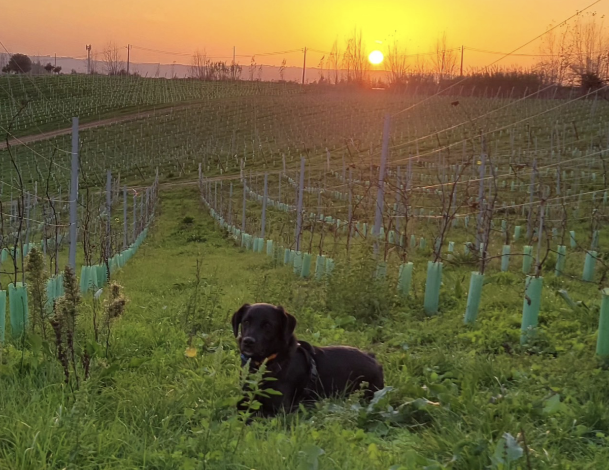 Vinhos Desviso 1
