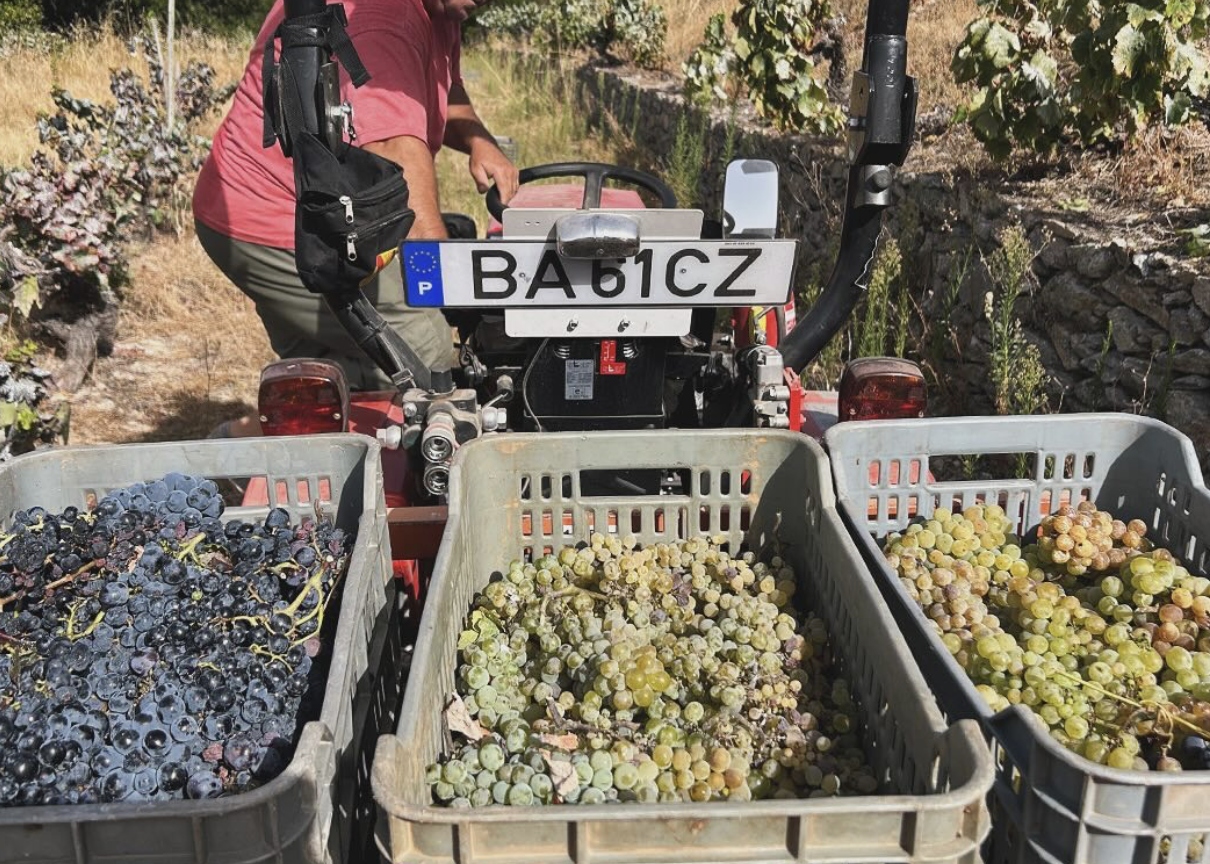 Ciclo Vinhos 2